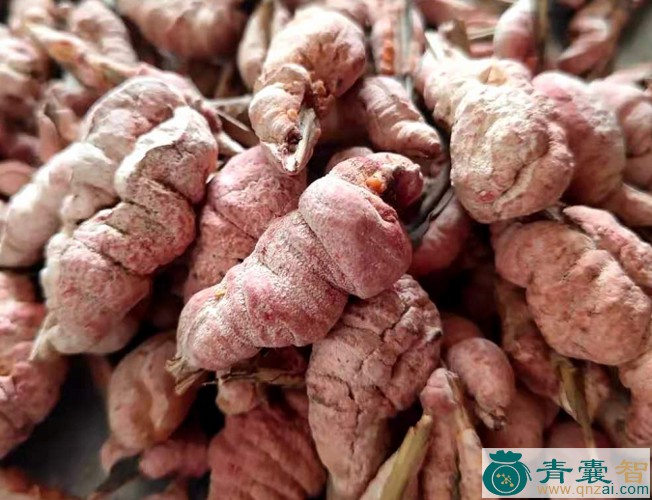 中药材竹节黄图片