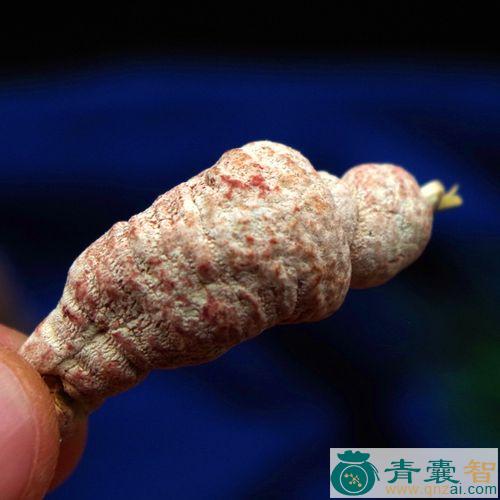 中药材竹茧图片