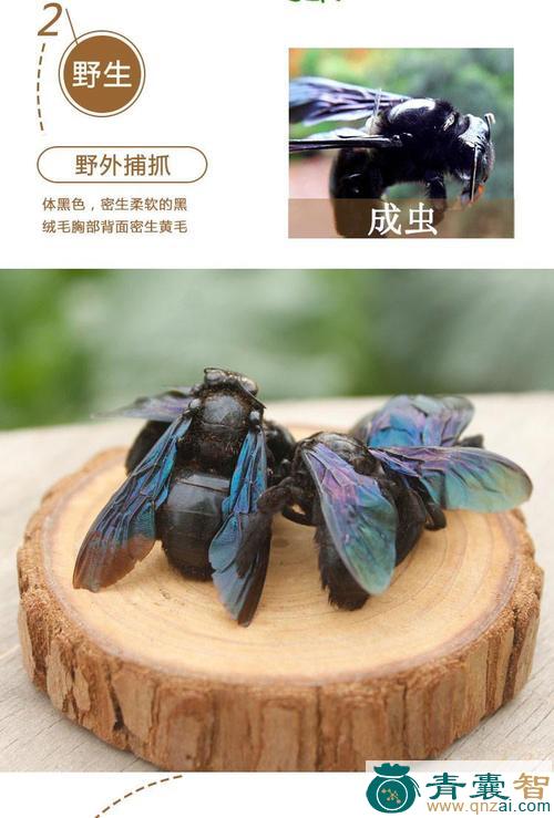 中药材竹蜂图片