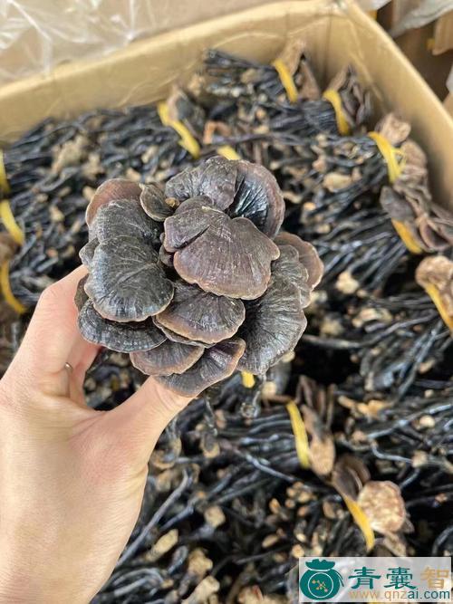 中药材竹铃芝图片