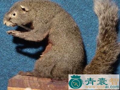 中药材竹鼠油图片
