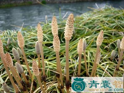 中药材笔头菜图片