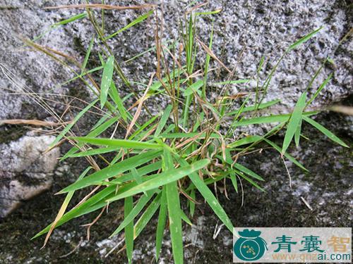 中药材笔子草图片
