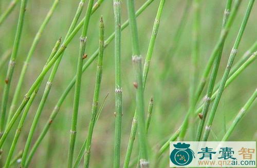 中药材笔杆草图片