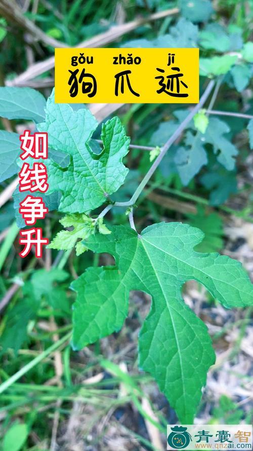 中药材笛簕狗脚迹图片