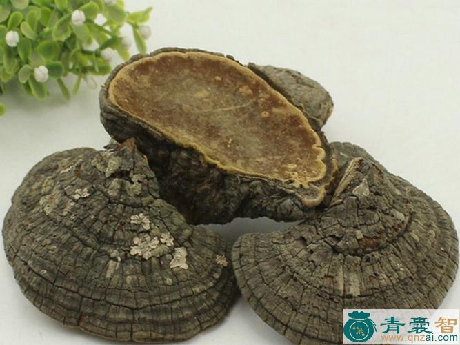 中药材笤帚菌图片