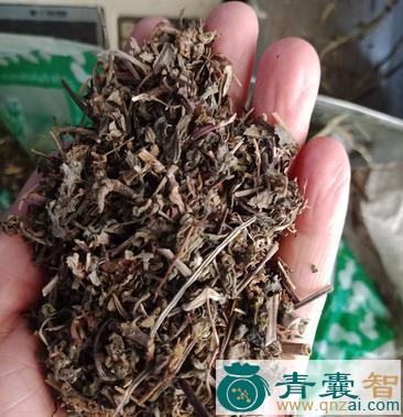 中药材筋骨连图片