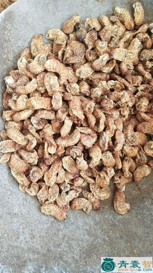 中药材筛箕蔃图片