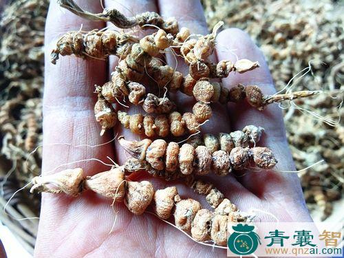 中药材算盘珠图片