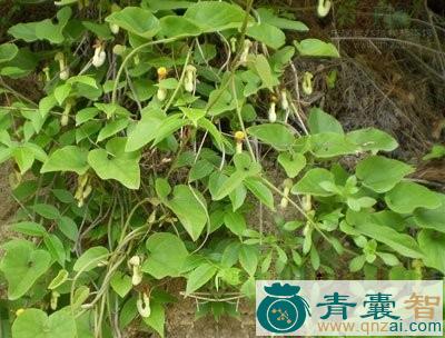 中药材管南香图片