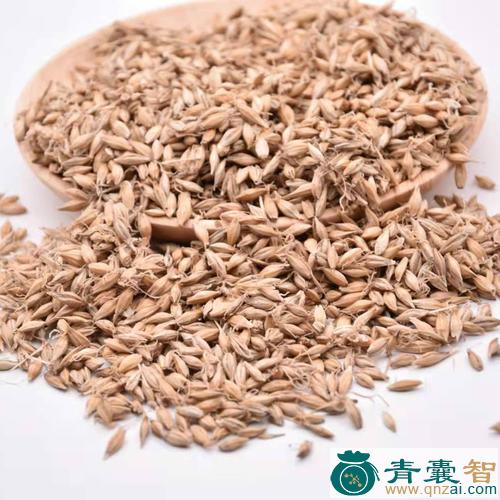 中药材管芽图片