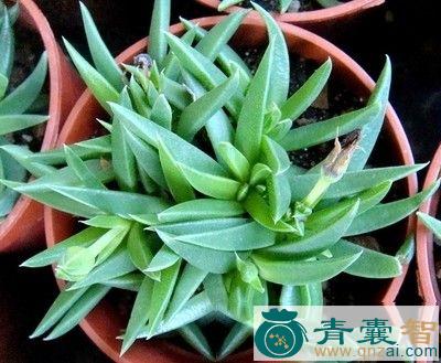 中药材箭叶苣图片