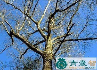 中药材箭杆杨图片