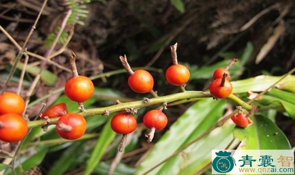 中药材箭杆风图片