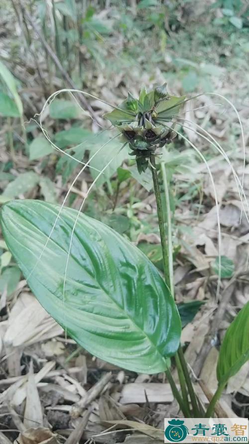 箭根的性状性味归经以及功效用法-青囊智