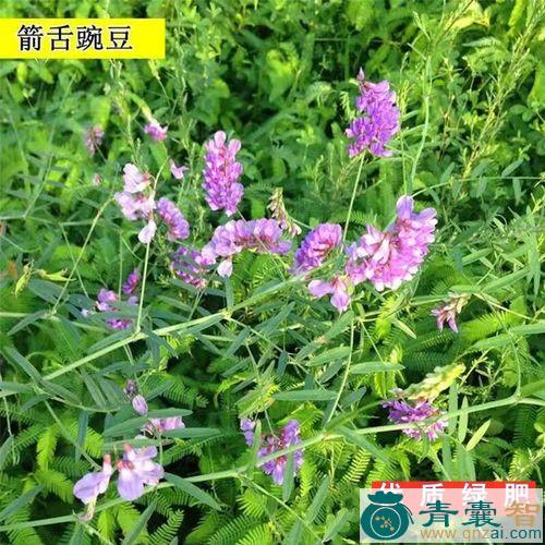 中药材箭筈豌豆图片