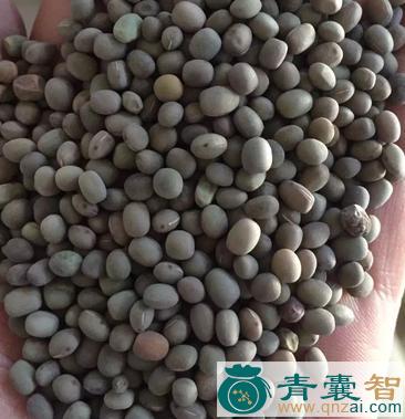 箭舌豌豆的性味归经以及功效用法-青囊智