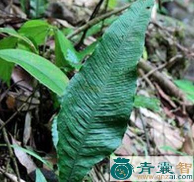 中药材篦梳剑图片