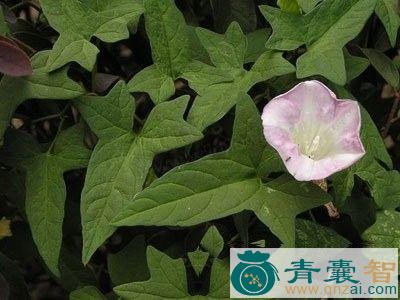 中药材篱天剑图片
