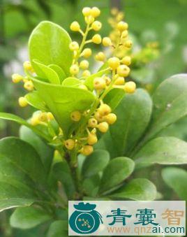 中药材米兰草图片