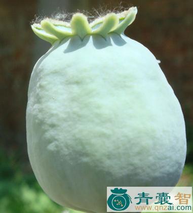 中药材米壳图片