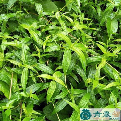 中药材米浆藤图片