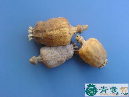 米罂皮的性状性味归经以及功效用法和注意事项-青囊智