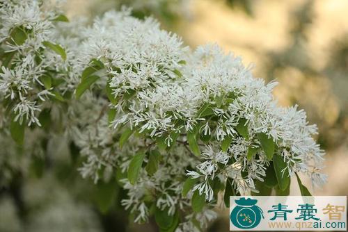 米花树的性状性味归经以及功效用法-青囊智