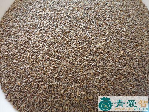 中药材籽蒿图片