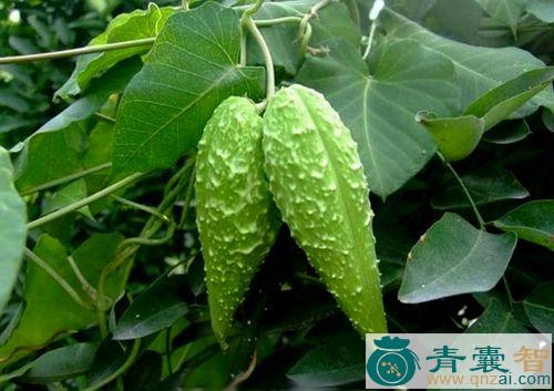 中药材粃壳草图片