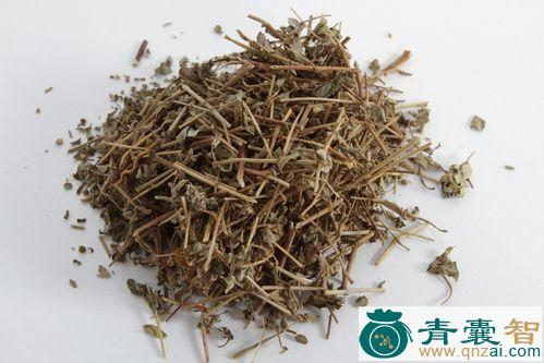 中药材粉叶地锦图片