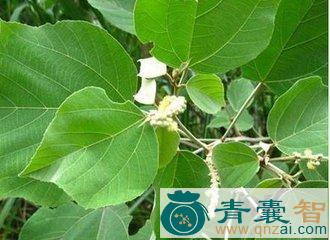 中药材粉帕叶图片