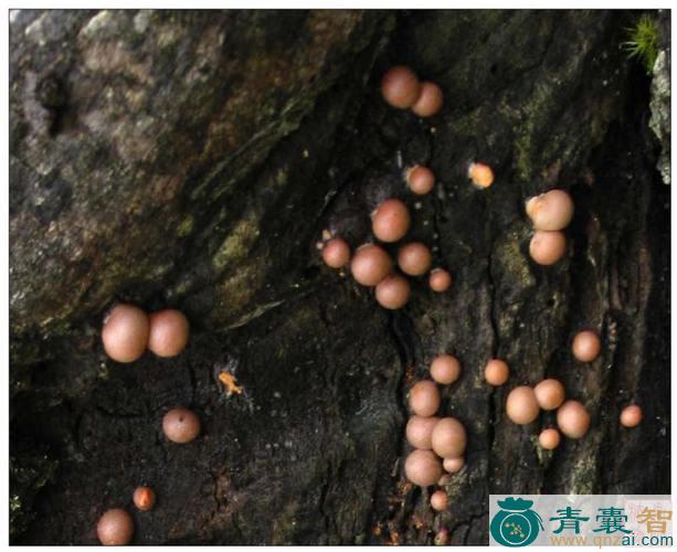 粉瘤菌的性状性味归经以及功效用法-青囊智