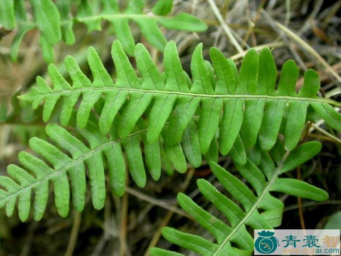 中药材粉背蕨图片