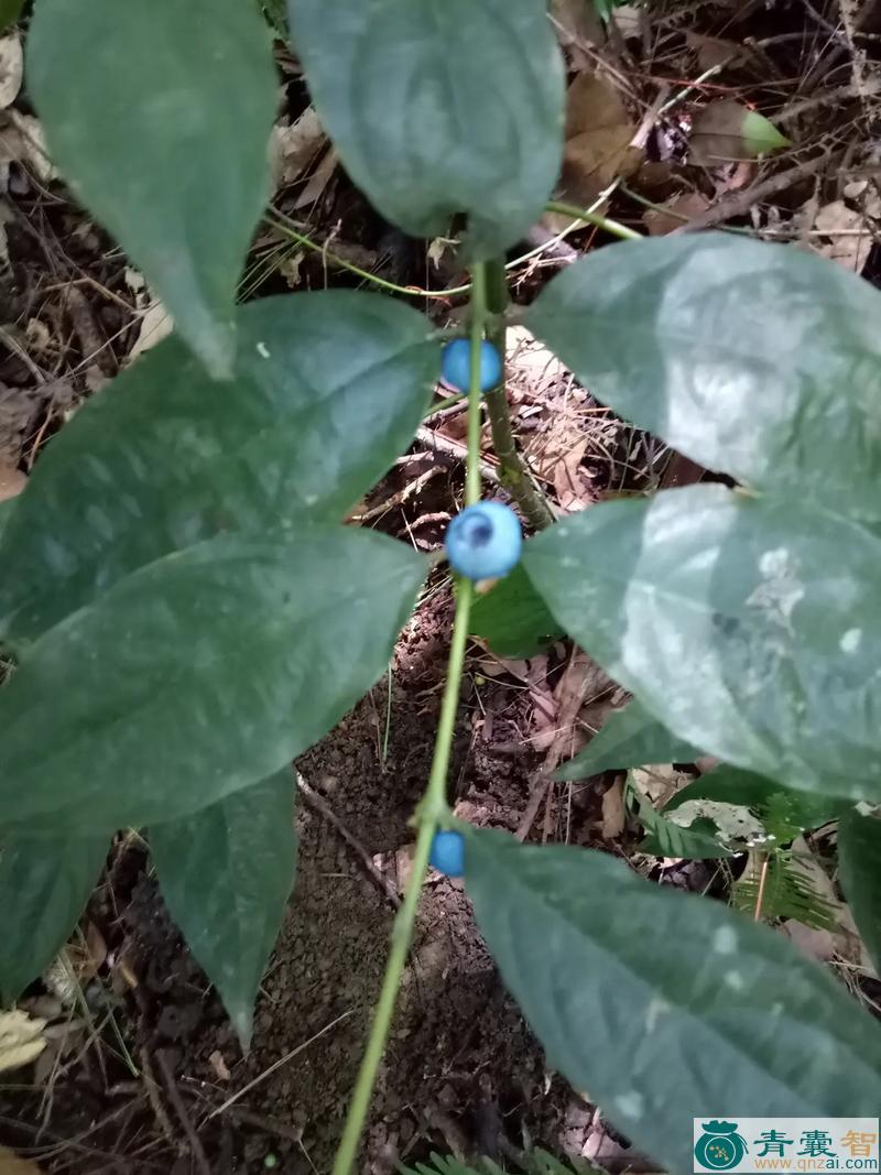 中药材粗叶木叶图片