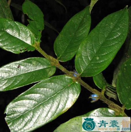 中药材粗叶树图片