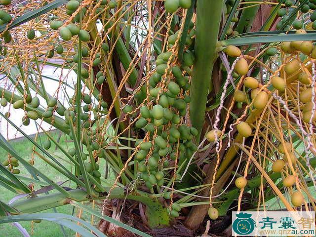粗棕竹根的性味归经以及功效用法-青囊智