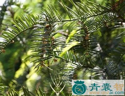 粗榧根的性味归经以及功效用法-青囊智