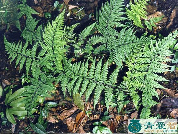 粗毛蹄盖蕨的性味归经以及功效用法-青囊智