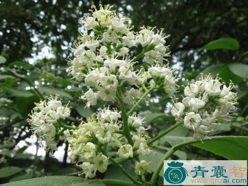 中药材粗糠花图片