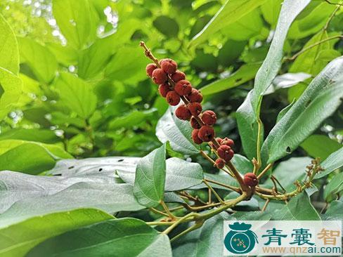 中药材粗糠草图片