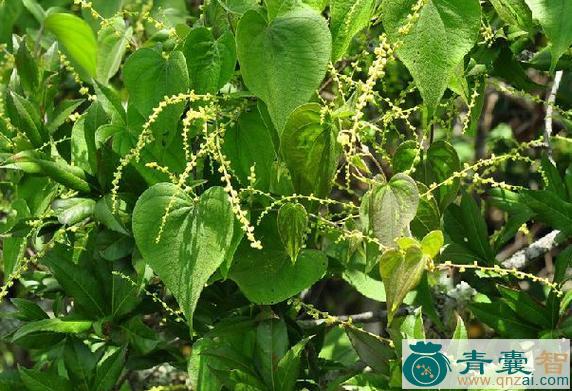 粘狗苕的性味归经以及功效用法-青囊智