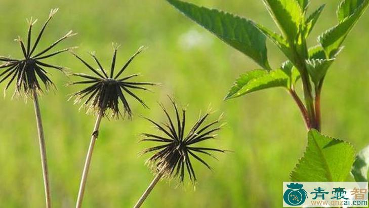 中药材粘粘草图片
