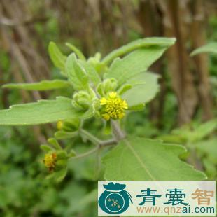 中药材粘糊菜图片