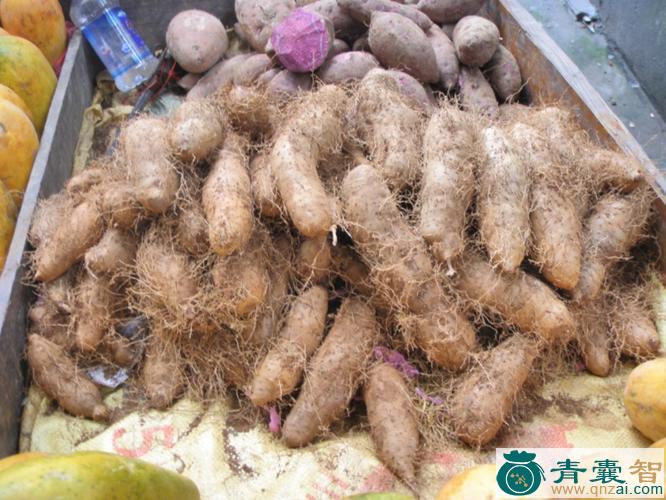 粘薯的性味归经以及功效用法-青囊智