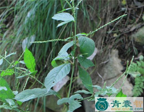 中药材粘衣草图片
