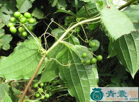 中药材粘鱼须图片