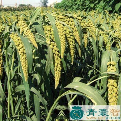 中药材粟奴图片