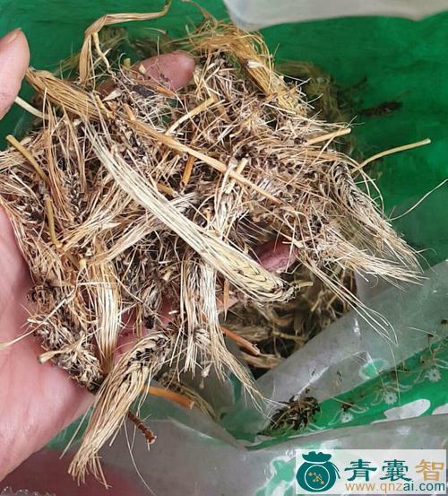 中药材粟白发菌图片