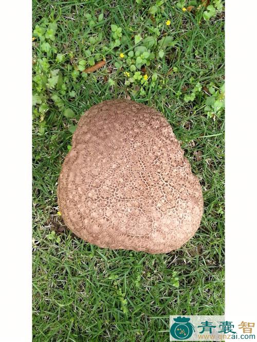 粟粒黑粉的性状性味归经以及功效用法-青囊智